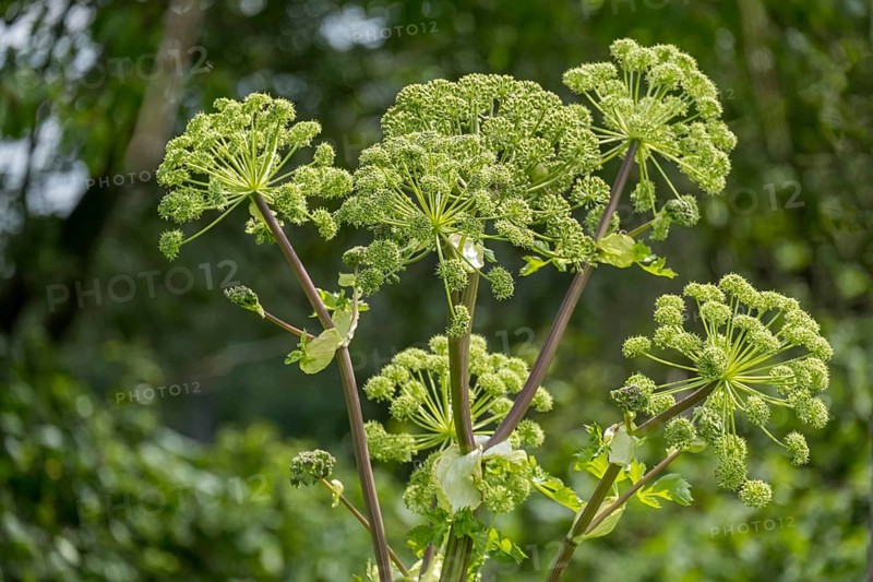 Medicinal norwegian angelica