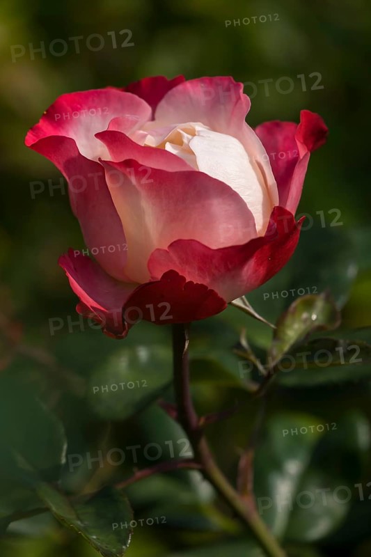 Shrub rose