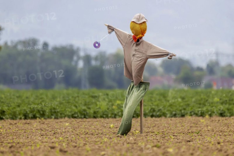 Scarecrow in a field in Breisgau, Hartheim am Rhein, Baden-Wuerttemberg, Germany, Europe