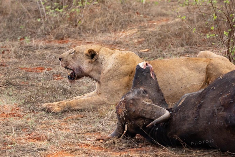 Lioness eats a hunted water buffalo in the savannah, Tsavo East National Park, Kenya, East Africa, Africa