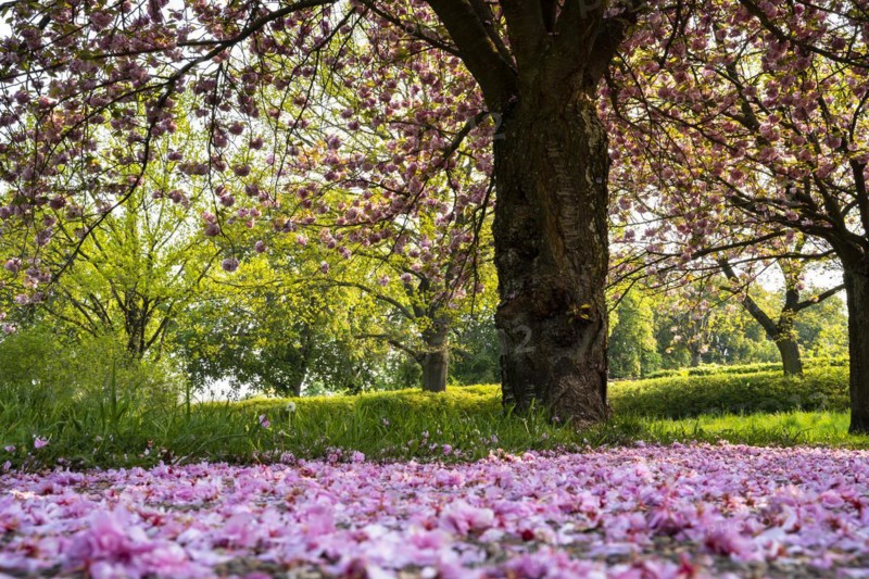 Landscape in spring, pink blossoming cherry trees, petals lying on the path. Plankstadt, Baden-Wuerttemberg, Germany, Europe