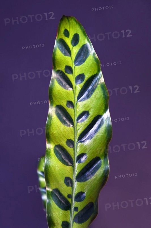 Single leaf of tropical Calathea Lancifolia plant, also called Rattlesnake Plant with exotic dot pattern on purple background