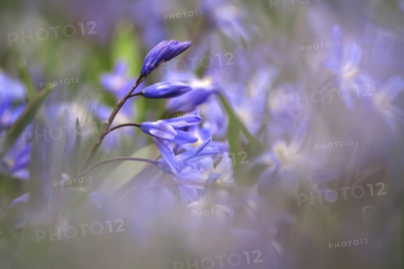Squill