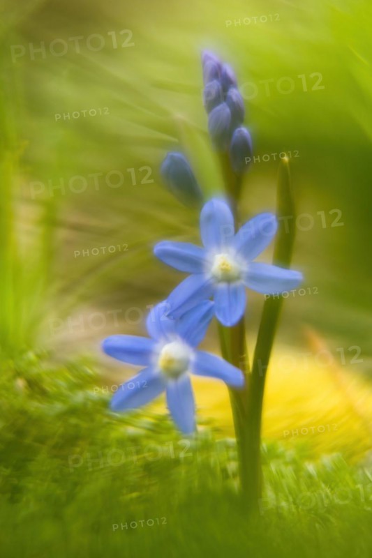 Common star hyacinth