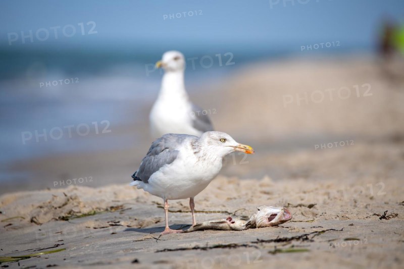 European herring gull
