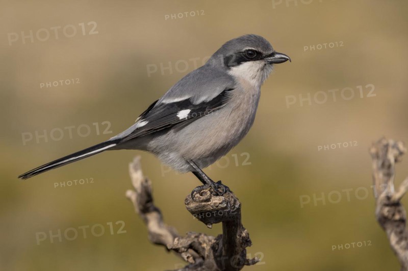 Southern grey shrike