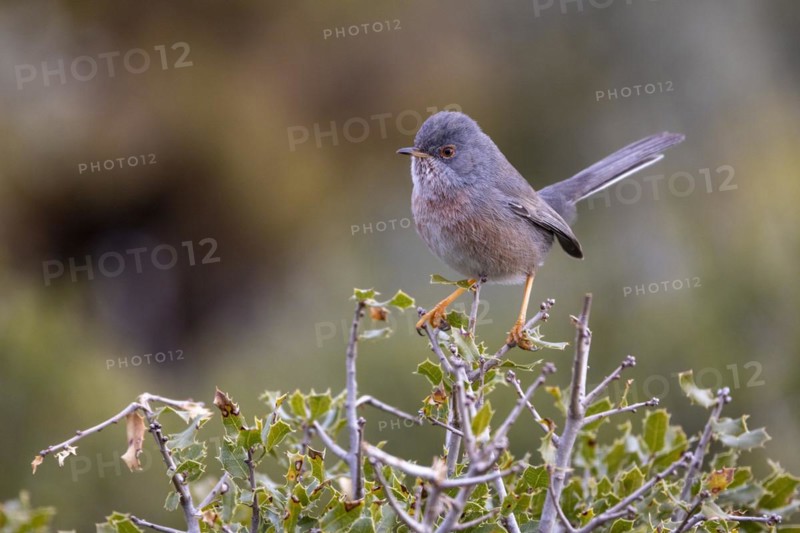 Dartford warbler