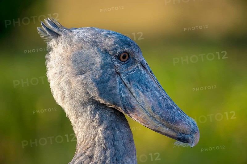 Shoebill