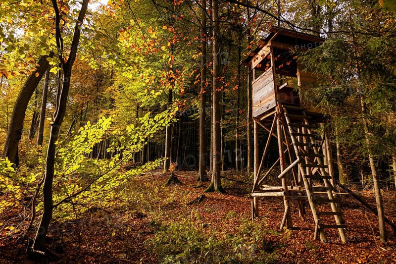 Autumn, high stand, deciduous forests near Diez, Rhineland-Palatinate