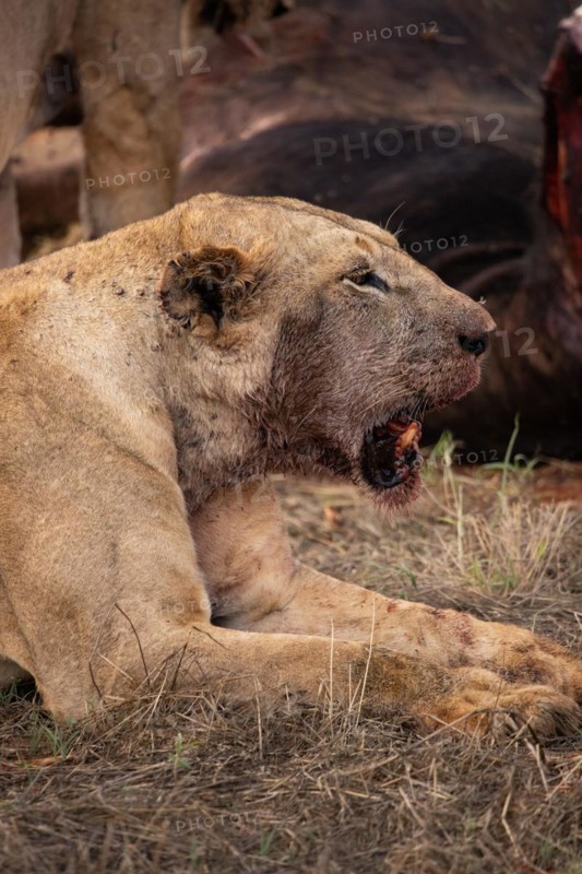 A lion eats a previously hunted water buffalo in the savannah. Beautiful detailed image of a female lion in Tsavo East National Park, Kenya, East Africa, Africa