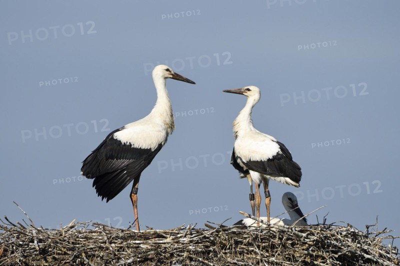 White Stork