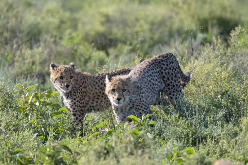 Cheetah