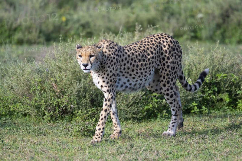 Cheetah