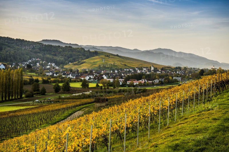 Village and autumn coloured vineyards, sunrise, Pfaffenweiler, near Freiburg im Breisgau, Markgraeflerland, Black Forest, Baden-Wuerttemberg, Germany, Europe