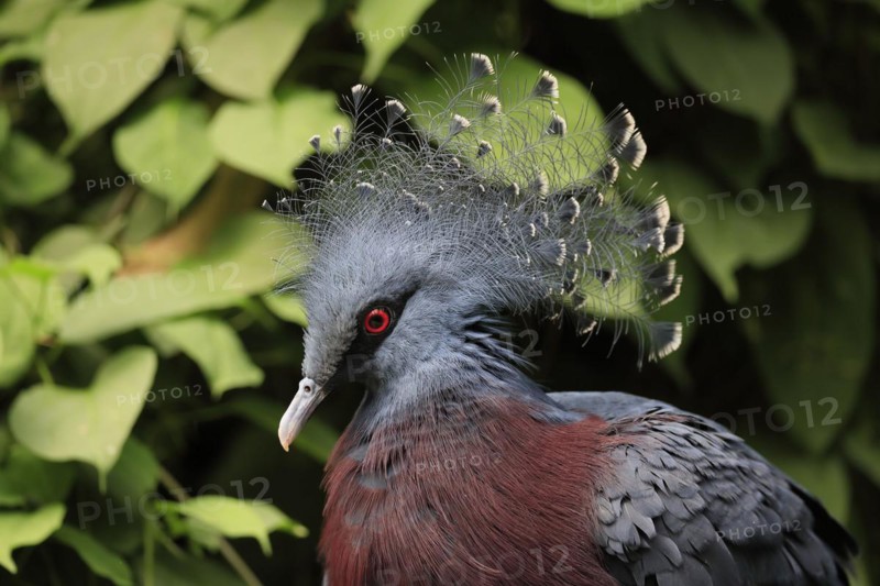 Victoria crowned pigeon