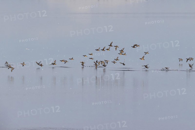 Eurasian wigeon