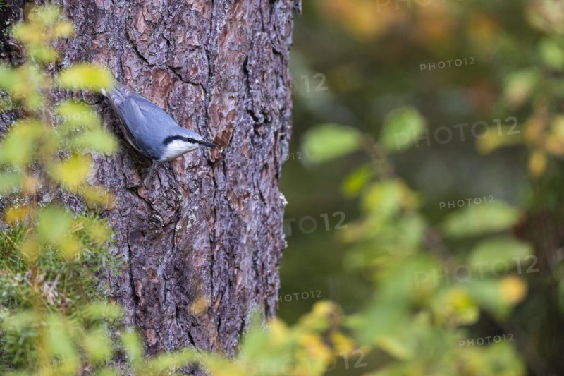 Northern eurasian nuthatch