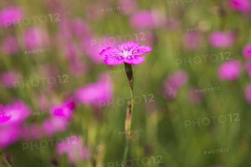 Maiden pinks