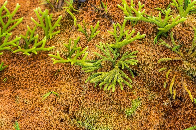 Colourful vegetation at La Soufriere volcano, Basse-Terre, Guadeloupe, France, North America