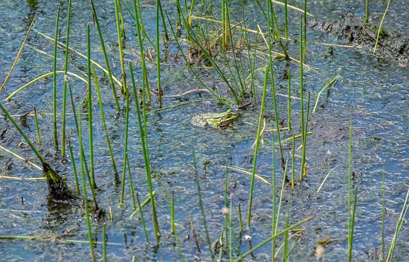 Green frog