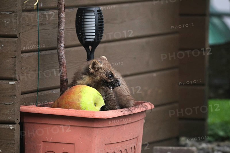 European pine marten