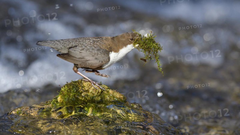 White-throated Dipper