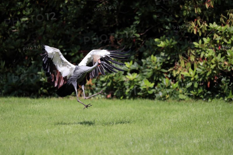 Gray crowned-crane