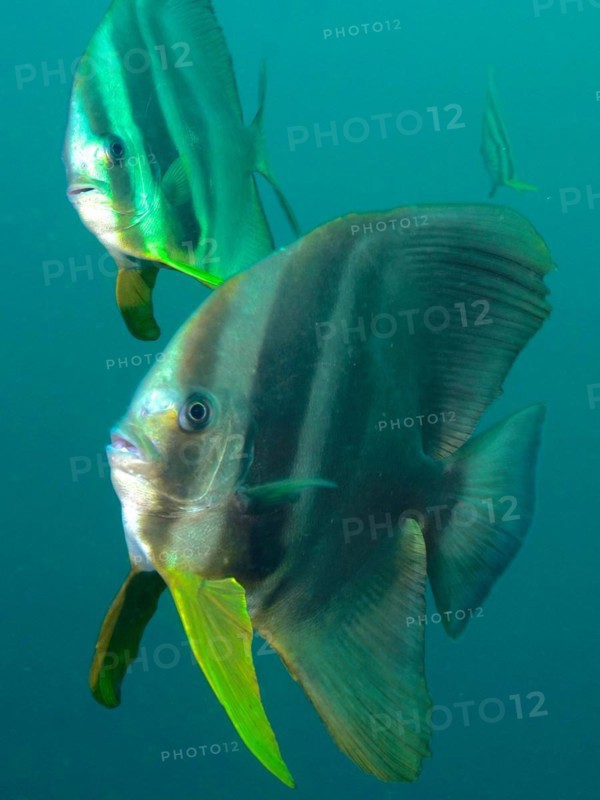 Longfin batfish