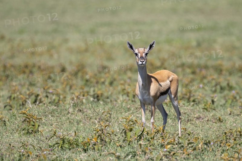 Serengeti thomsons gazelle