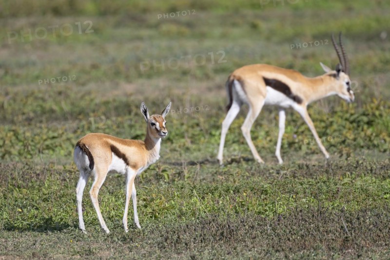 Serengeti thomsons gazelle