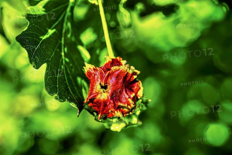 Red knobber gall of the knobber gall wasp