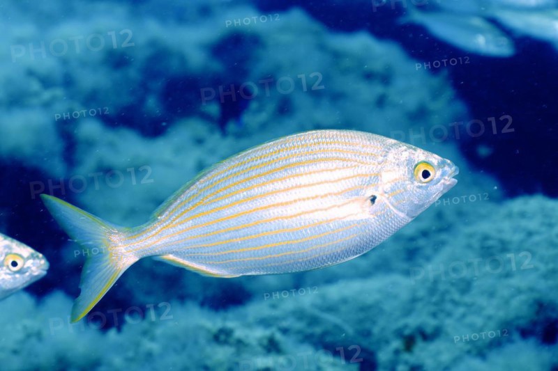 Salema porgy