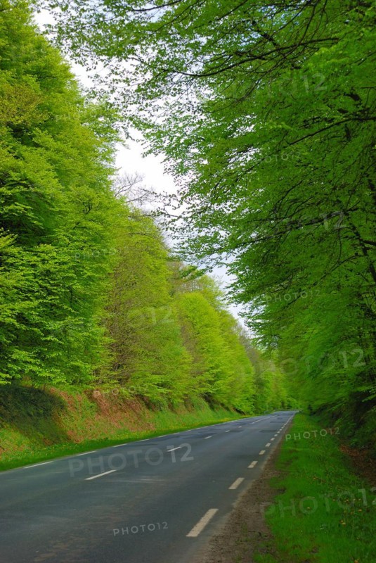 Foret au printemps