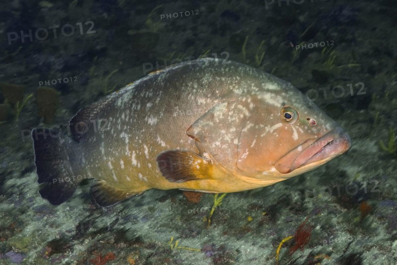 Dusky grouper