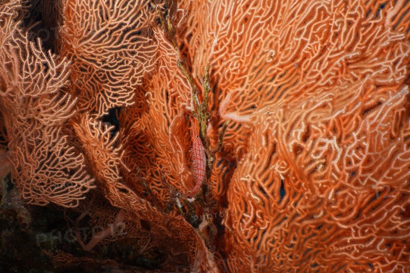 A longnose coral guard