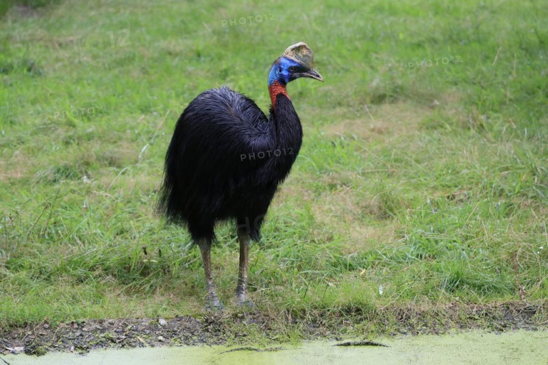Northern cassowary