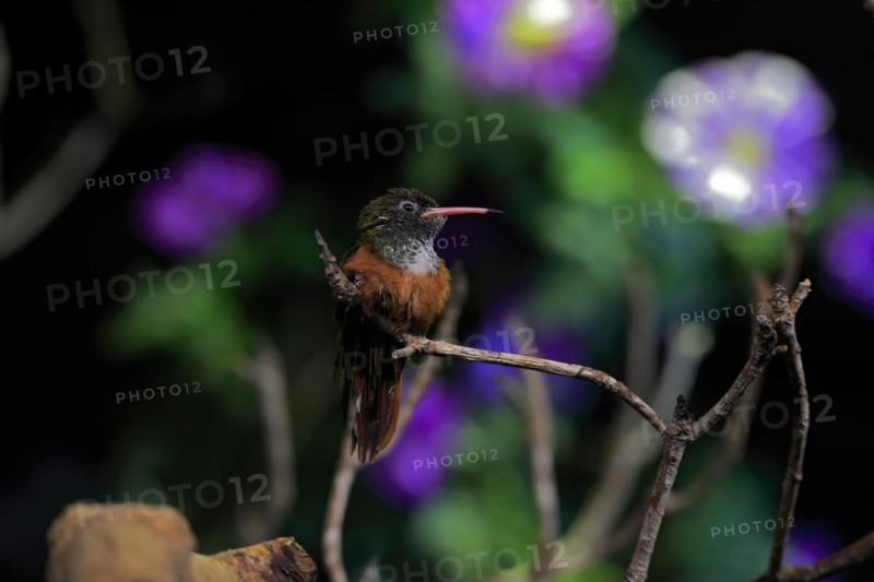 Red-bellied Amazon