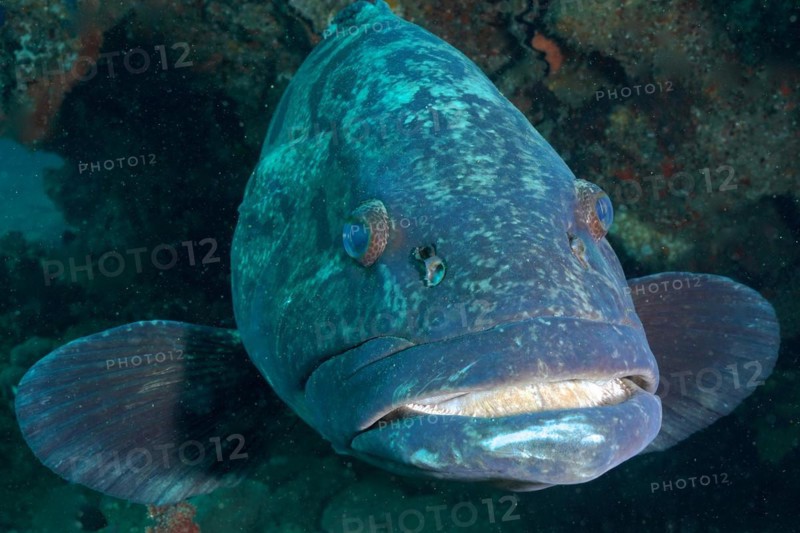 Portrait of potato grouper
