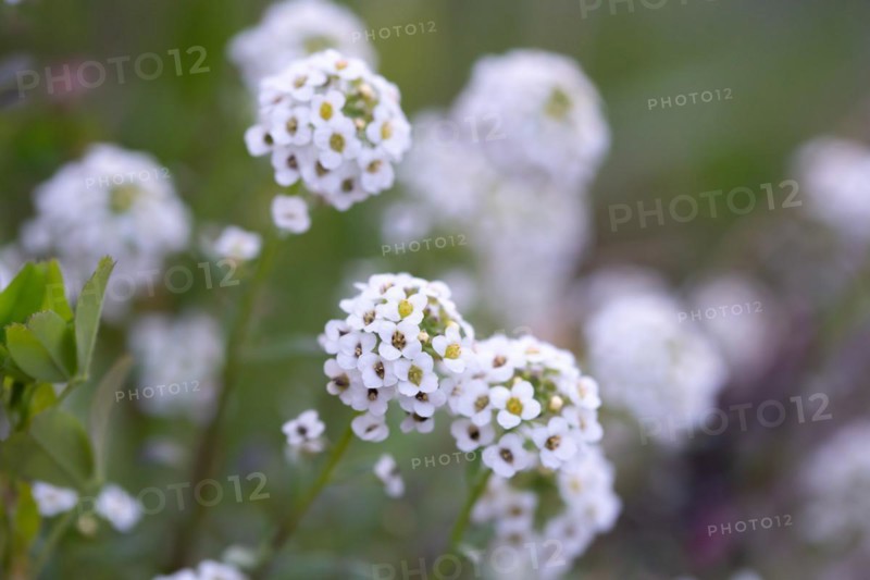 Alyssum
