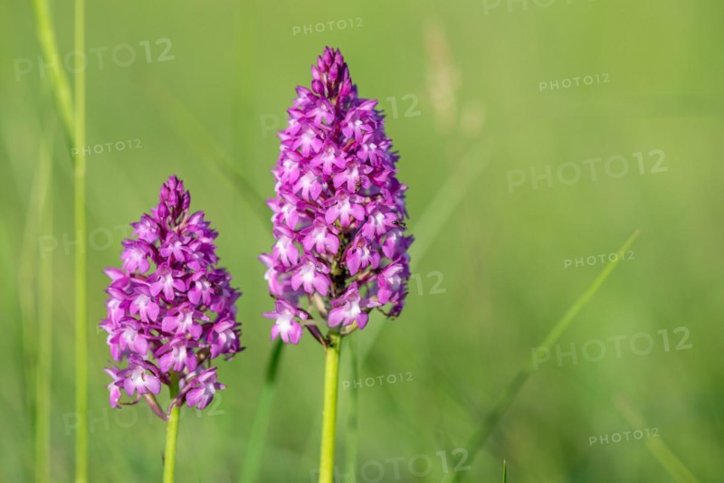 Pyramidal orchid in a meadow in spring. Alsace, France, Europe