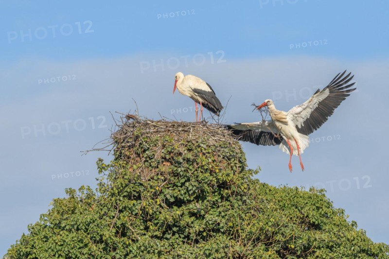 Pair of white stork
