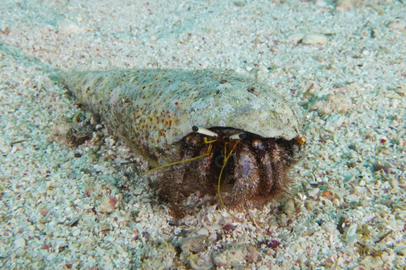 Hairy red hermit crab