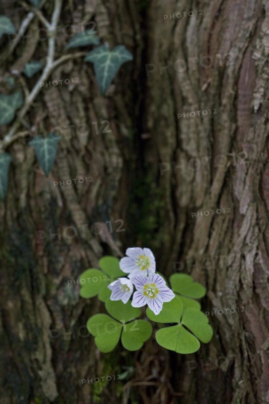 Common wood sorrel