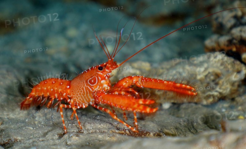 Red Atlantic reef lobster
