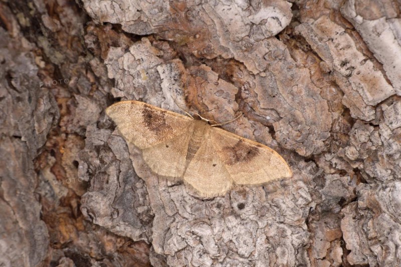 Two-coloured double-lined dwarf moth