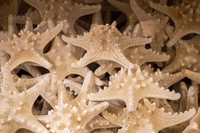 Beautiful starfish for decorative purposes