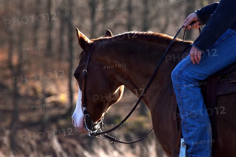 Close-up of the head and neck with headstall and reins of a western horse of the breed American Quarter Horse during training in the riding arena in late winter, chestnut coloured horse with large mark on the head and one blue eye, Rhineland-Palatinate, Germany, Europe