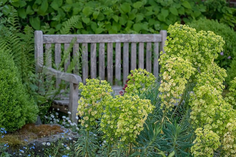 Mediterranean spurge