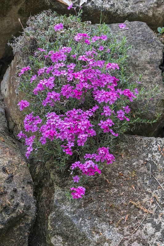 Creeping phlox