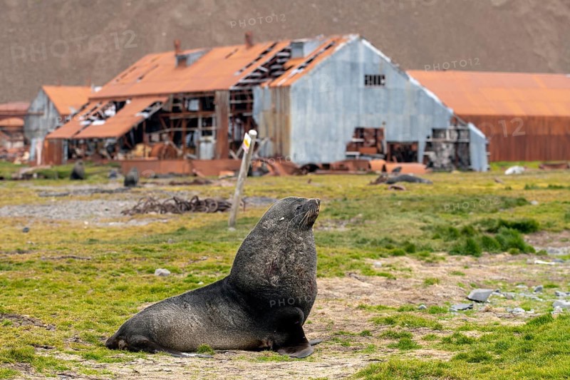 Sea Bears Stromness Bay South Georgia with Whaling Station